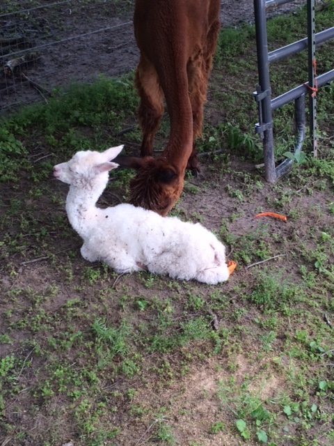 Lady Grace's 2015 First Baby
