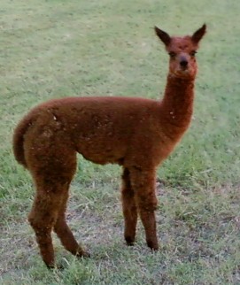 Lady Grace 2 months old