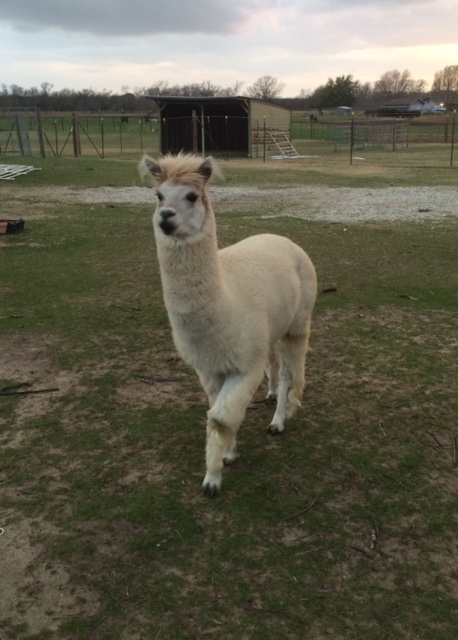 2016 - Before Shearing