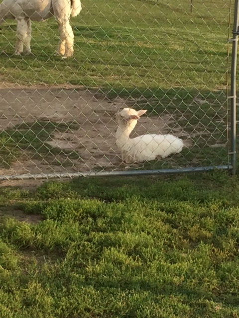 Alpaca For Sale - Warriors Angelina at Corsicana Quality Alpacas