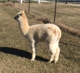 Alpaca For Sale - Topaz's Noah at Corsicana Quality Alpacas